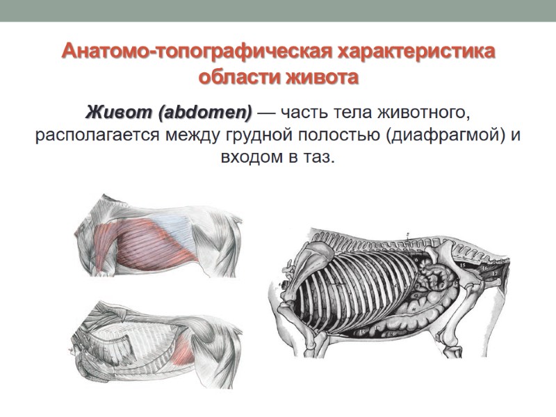 Анатомо-топографическая характеристика области живота Живот (abdomen) — часть тела животного, располагается между грудной полостью